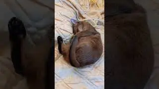 cute Abyssinian cat sleeping #animal #cat #cute #asmr