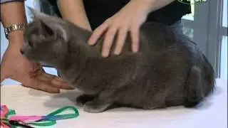Gatto - Korat.divx