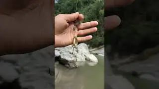 #trending #fishing #mahseer