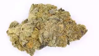 Grow Discussion, Bud Shots, Strain Reviews, Must Watch