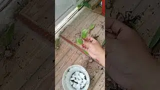 ZAMIA VARIGATA hasil stek daun dan batang #plants #plantssparkjoy #tanamanhias #garden #houseplants