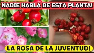 La Planta Que Te Har&aacute; M&Aacute;S JOVEN! EL ELIXIR De La JUVENTUD! La Rosa Mosqueta