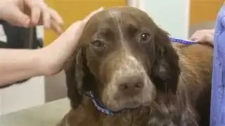 Ankeny Animal & Avian Clinic - Dental Cleaning
