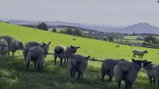 Irish Agriculture Dairy Farming and Village Life