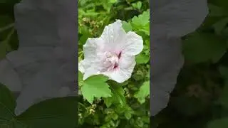 Wei&szlig;-roter Hisbiskus mit halbgef&uuml;llter Bl&uuml;te - Kein Platz f&uuml;r Insekten?
