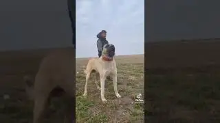 kangal dog barking