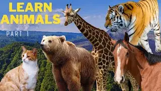 Learn animal sounds: Cat, Dog, Duck, Tiger, Horse, Rabbit, Bear, Cow, and more