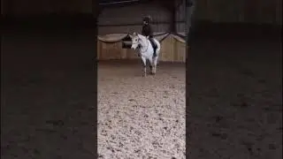 bridleles training with my young horse