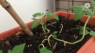 NO SPACE FOR SMALL GARDEN?NO PROBLEM