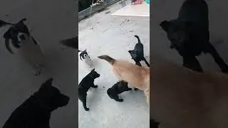 Big family #dogs #ytshorts #beautiful #ytshorts #doglover #happy