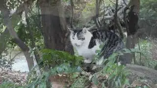 【Cat Video】 meowmeow Happy #cat  #cats  #cute
