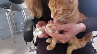 Catsizor Review