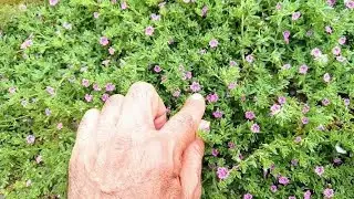 Calibrachoa plant, a Mexican marvel in San Justo.