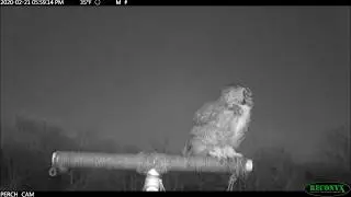 Great Horned Owl courting and nesting behavior
