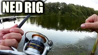 Bass on a NED Rigged Z-Man! PLUS Realistic Fishing Lures Update