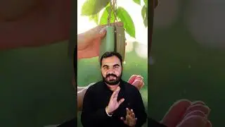 Soap tree | Reetha Plant Farming | Soap Tree | #ritha #abcindia #shorts #soap #organicsoaps