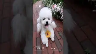 Cute Puppy lovely  Care #short #3338