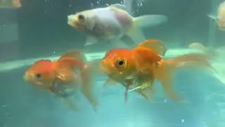 Fish fish pet so cute -Part889