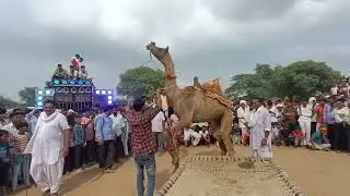 Desert Camel Child Dancing on Latest Song 2025