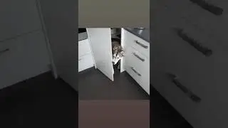 Curious Husky