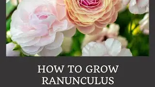 How to Grow Ranunculus (Part 1)