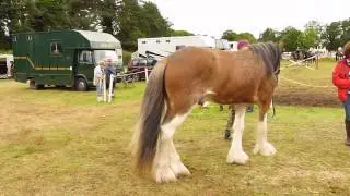 West Tofts Camp 2012. Drum Horses