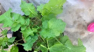 VLOGTOBER: GARDEN DIRECT SOW SEEDS FOR FALL | OCTOBER ZONE 7A 