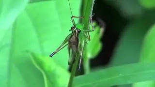 Conocephalus melaenus (05Mar2012)