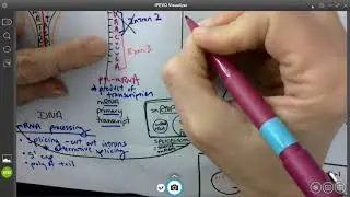 mRNA processing