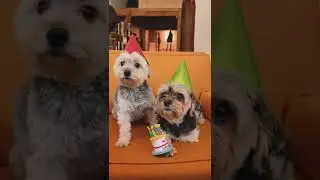 Dogs Wearing Party Hats #shorts
