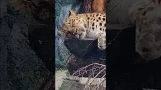 Дальневосточный леопард Мизер