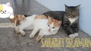 kucing moon alisa sudah bersahabat dengan kucing oyen liar #kucing #cat #kitten #funny #lucu #fyp