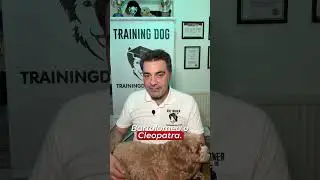 📢 Scegli un nome breve per il tuo cane! 🐶  #DogTraining #NomeCane #EducazioneCani #AddestramentoCani