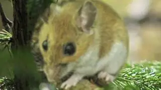 The Cycle of the White Footed Mouse