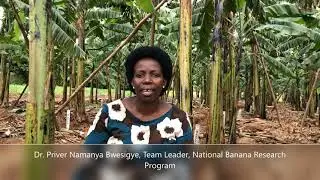 NARO's Banana Research Program embraces Agro - Industrialization as its new mode of operation