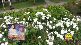 FLOR PILLAHUINA - Arpa Melanio Ayala (Tema: Charlas de amor) Exitos de o