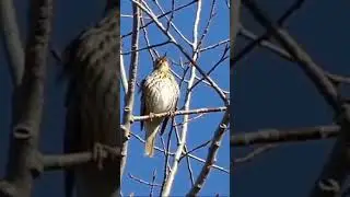 La grive musicienne est un oiseau passereau r&eacute;put&eacute; pour son chant m&eacute;lodieux et vari&eacute;.