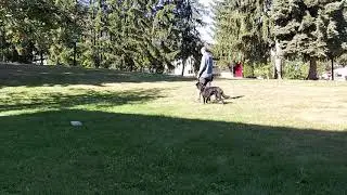 Training Tuesdays - Freestyle Figure 8 & Sneaky Snacks - Pews Chews