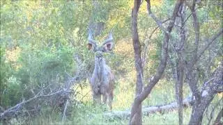 Vid&eacute;o d'un grand koudou male - Afrique du Sud 2013