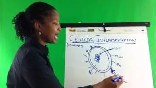 Cellular Inflammation and its Connection with Disease