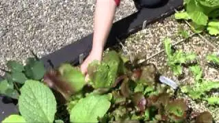 July 8/10 Senga's Vlog How To Grow A Fun Summer Salad