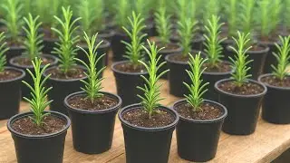 WAYS To Propagate Rosemary Plant from Cuttings - Rosemary Plant Care.