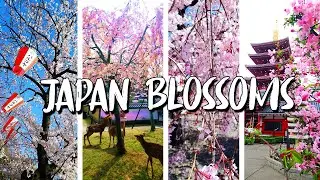 Sakura Blossoms in Japan #short #shorts