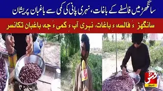 Phalsa orchards in Sanghar suffer as canal water shortage worries farmers | Vsh News