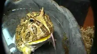 Pac Man Frog vs. Mouse