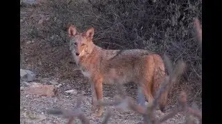 Sonoran Desert Coyotes (@coyotecams)