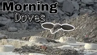 Morning Dove Shoot Out | Rock Quarry| Mojo Decoys