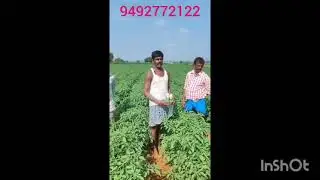 Agrishine vaari akiran 9492772123