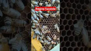 Regina fucaiola cosa fare?