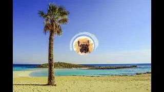 BulldogBLY - Nisi